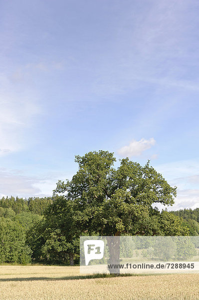 Eiche (Quercus) im Weizenfeld (Triticum)  Schweden  Europa