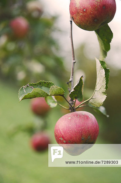 Äpfel an einem Baum  close-up