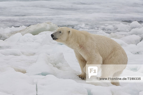 Eis- oder Polarbär (Ursus maritimus)  Weibchen  Svalbard-Archipel  Spitzbergen  Barentssee  Norwegen  Arktis