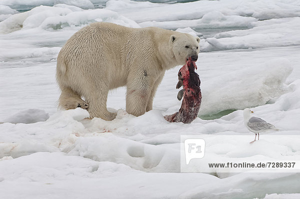 Eis- oder Polarbär (Ursus maritimus)  Männchen mit Robbe  Beutetier  Svalbard-Archipel  Spitzbergen  Barentssee  Norwegen  Arktis