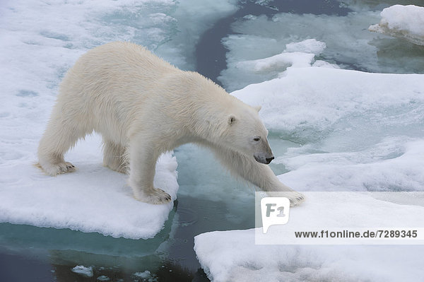 Eis- oder Polarbär (Ursus maritimus)  Weibchen auf dem Packeis  Svalbard-Archipel  Spitzbergen  Barentssee  Norwegen  Arktis
