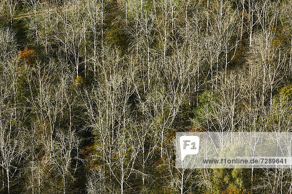 Herbstlicher Wald mit kahlen Bäumen  Luftbild