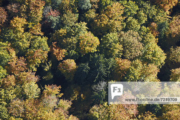 Herbstlicher Mischwald mit Tannen  Luftbild