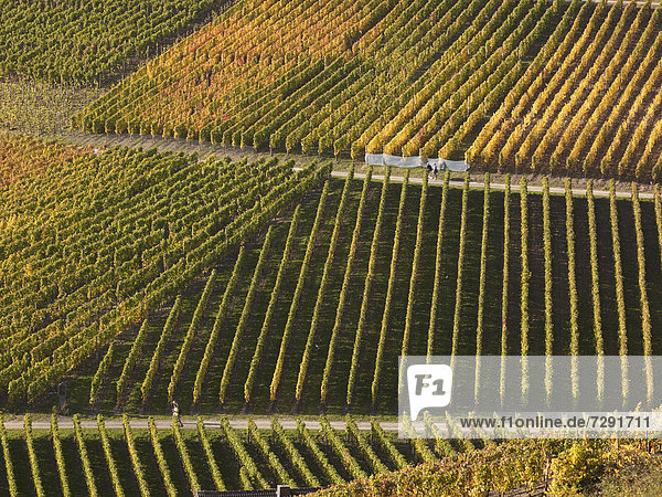 Germany  Rhineland Palatinate  View of vineyards at Ahr Valley
