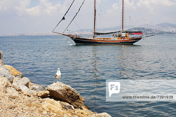 Türkei  Möwe und Segelboot an der Küste der Prinzeninseln