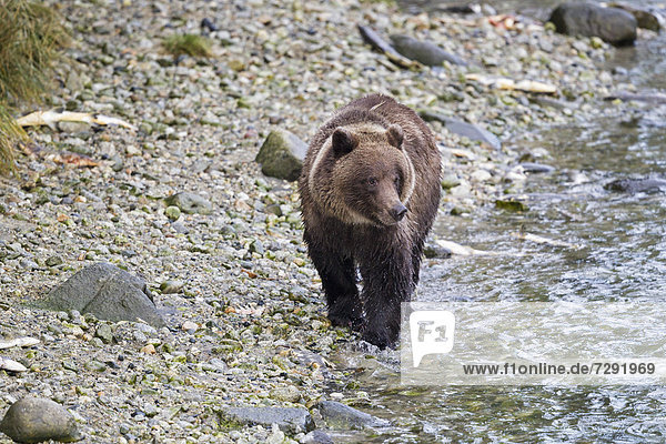 USA,  Alaska,  Braunbär beim Wandern am Chilkoot Lake