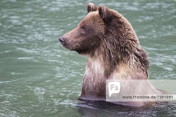 USA,  Alasaka,  Brown bear in Chilkoot Lake