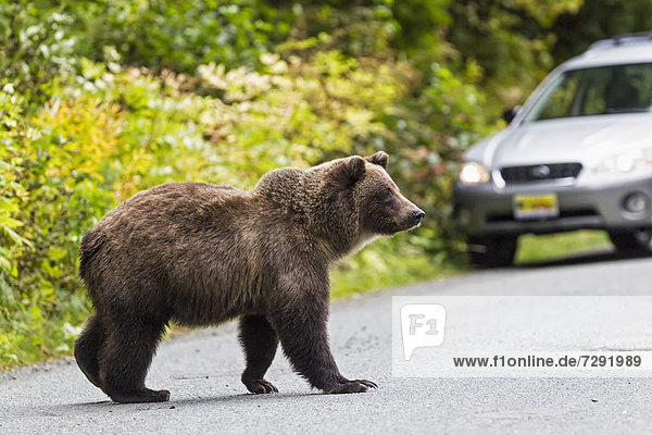USA,  Alaska,  Brown bear walking on road near Chikoot Lake