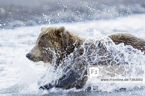 USA  Alaska  Braunbär versucht  Lachs im Lake Clark Nationalpark zu fangen und zu erhalten.