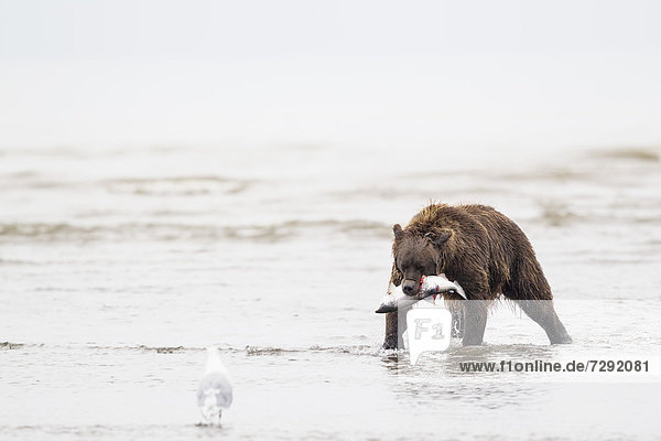 USA,  Alaska,  Brown bear with caught salmon in Silver Salmon Creek at Lake Clark National Park and Preserve