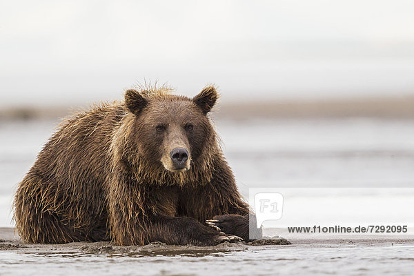 USA,  Alaska,  Brown bear in Silver salmon creek at Lake Clark National Park and Preserve