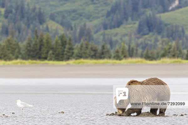 USA,  Alaska,  Braunbär beim Graben nach Muscheln im Lake Clark National Park und Preserve