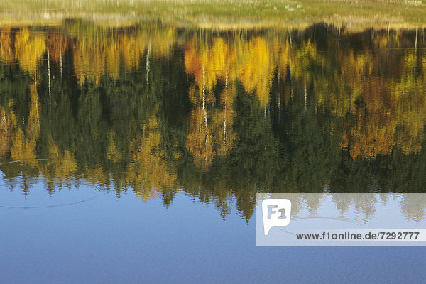 Germany  Saxony  Reflection of autumn trees in water