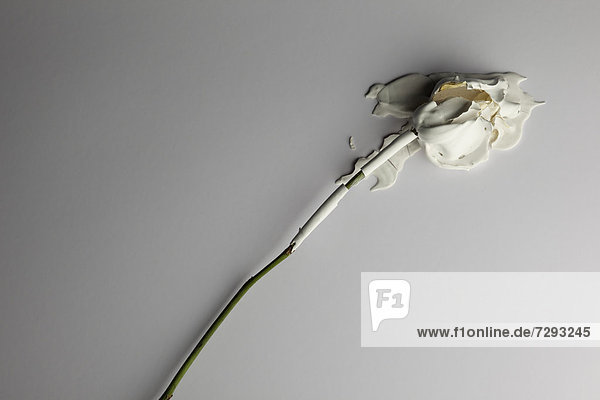 Getrocknete Rose mit weißer Farbe auf weißem Hintergrund