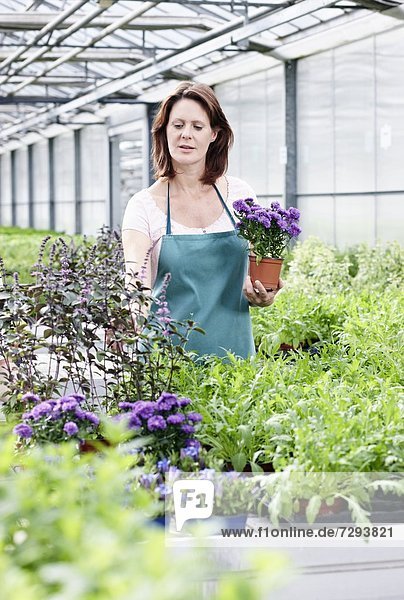 Mature woman in greenhouse with aster plants