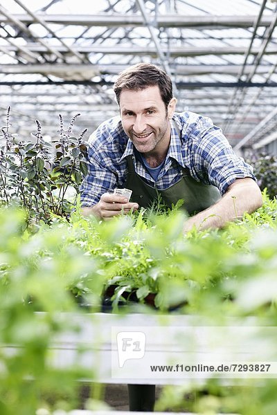 Mature man in greenhouse with rocket plants
