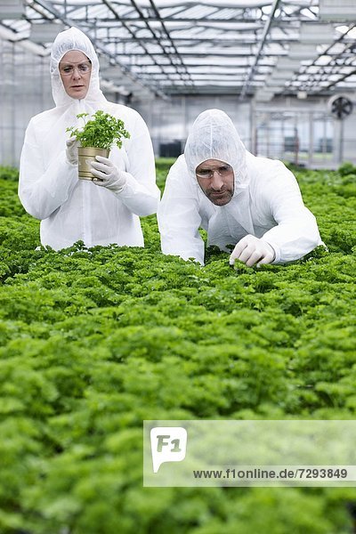 Germany,  Bavaria,  Munich,  Scientists in greenhouse examining parsley plant