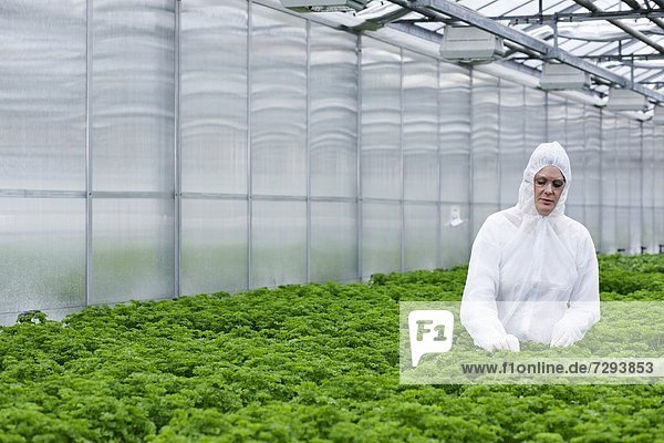 Germany,  Bavaria,  Munich,  Scientist examining parsley plants in greenhouse