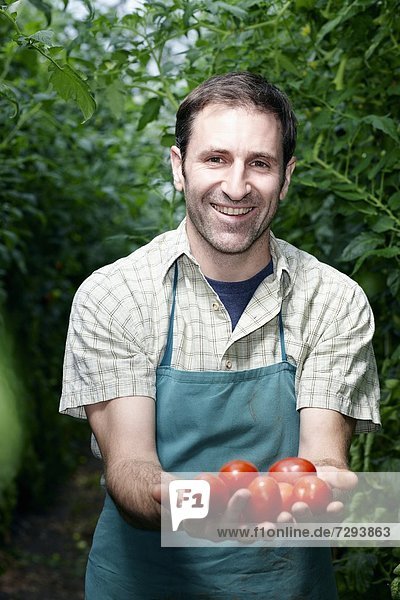 Mature man holding tomatoes in greenhouse