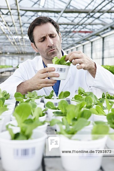 Germany,  Bavaria,  Munich,  Scientist in greenhouse examining corn salad plants
