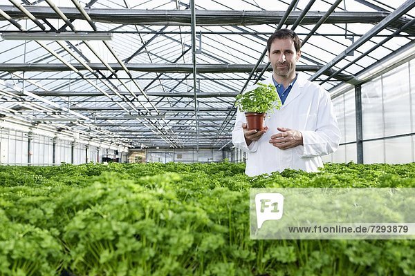 Germany,  Bavaria,  Munich,  Scientist standing between parsley plant in greenhouse