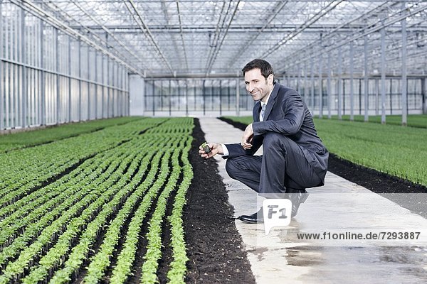 Mature man examining seedlings in greenhouse