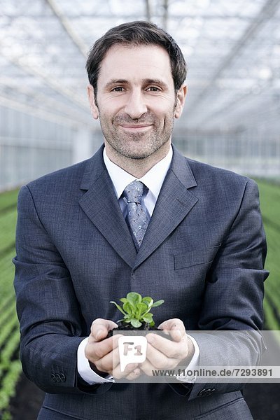 Mature man in greenhouse with corn salad