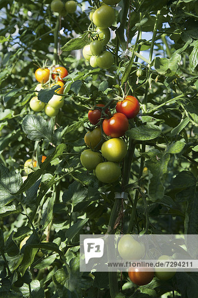 Germany  Tomatoes growing on tomato plant