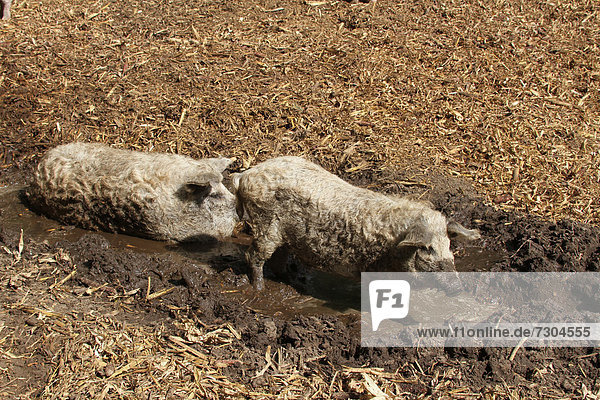 Wollschweine oder Mangalica-Schweine in der Suhle  Bio-Haltung  Ungarn  Europa