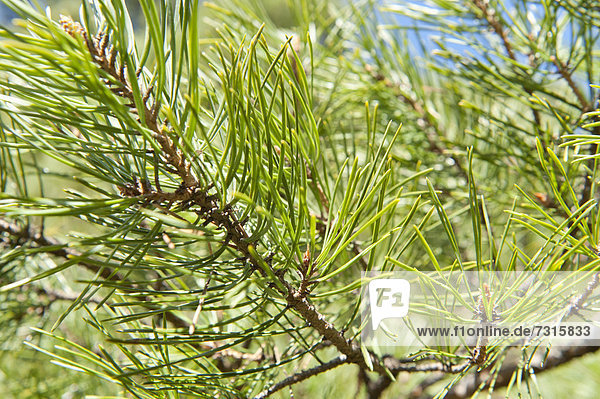 Kiefernzweige (Pinus)  Schweden  Europa