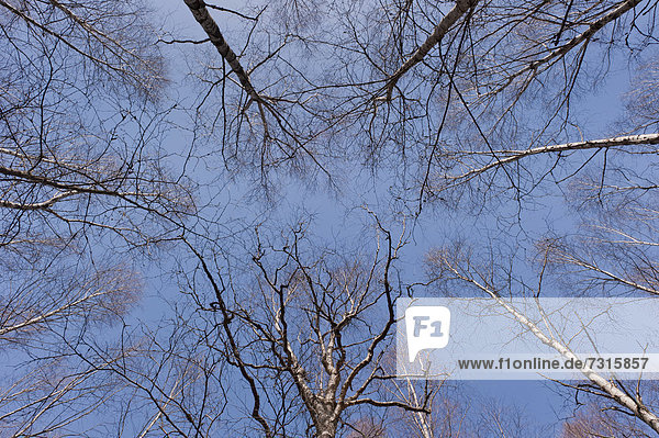 Birken (Betula)  Baumkronen  vor blauem Himmel
