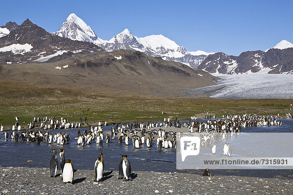 Königspinguine (Aptenodytes patagonicus)  St. Andrews Bay  Südgeorgien  Subantarktis  Antarktis