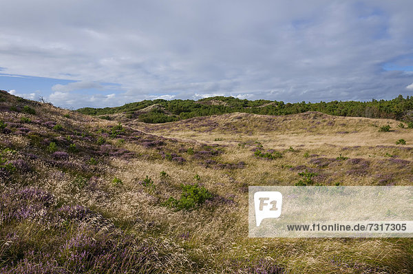 Dünenlandschaft mit Heidekraut (Calluna vulgaris)  Westjütland  Dänemark  Europa