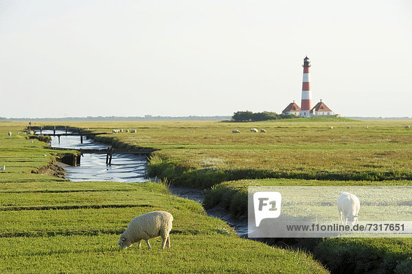Sheep in front of Westerheversand Lighthouse  Westerhever  Eiderstedt  North Frisia  Schleswig-Holstein  Germany  Europe