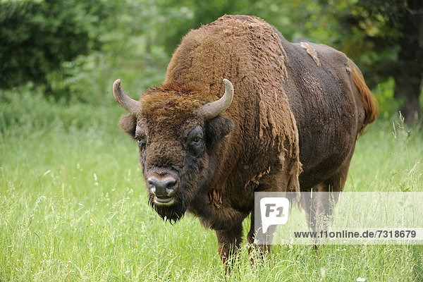 Wisent  Europäischer Bison (Bison bonasus)  Bulle  Wildgehege  Bayern  Deutschland  Europa