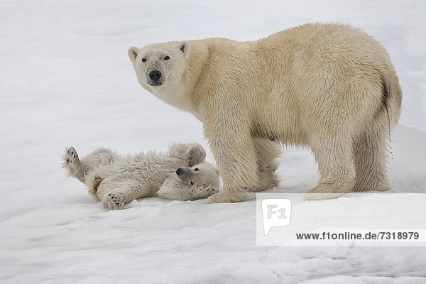 Eis- oder Polarbär (Ursus maritimus)  Weibchen mit Jungtier  Svalbard-Archipel  Spitzbergen  Barentssee  Norwegen  Arktis