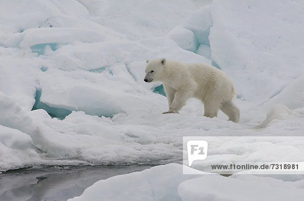 Eis- oder Polarbär (Ursus maritimus)  Jungtier auf Packeis  Svalbard-Archipel  Spitzbergen  Barentssee  Norwegen  Arktis