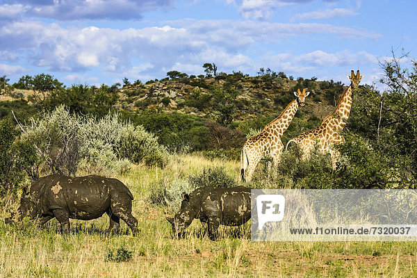 Breitmaulnashörner (Ceratotherium simum) mit Giraffe (Giraffa camelopardalis)  Namibia  Afrika