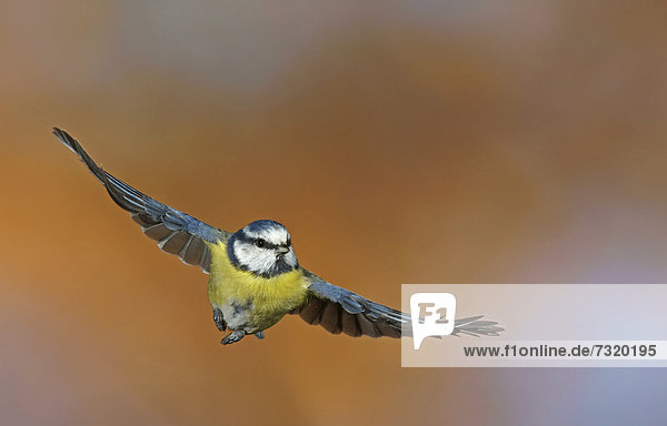 Blaumeise (Parus caeruleus)  Bad Hersfeld  Hessen  Deutschland  Europa