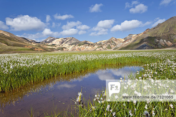 Rhyolite mountains  cotton grass (Eriophorum) in front  Landmannalaugar  Iceland  Europe
