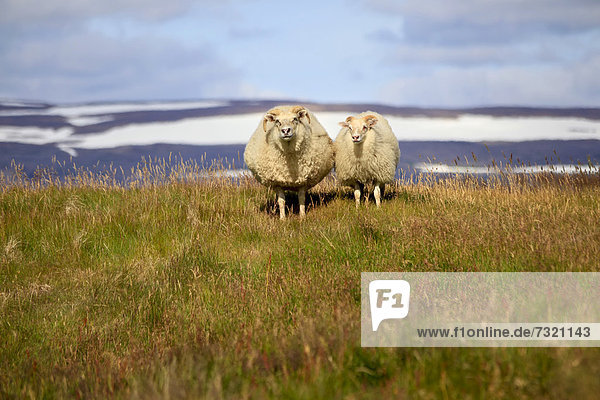 Icelandic sheep  Vigur Island  Iceland  Europe