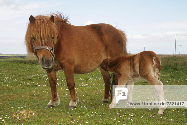 One-day-old foal with its mother (Equus caballus)  Islay Island  Inner Hebrides  Scotland  UK  Europe