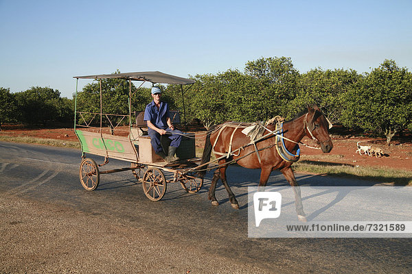 Horse and cart  Matanzas Province  Cuba  Latin America