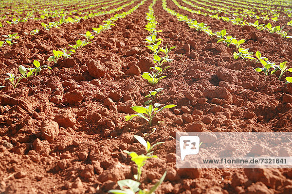 Field of young tobacco plants in Vinales  Pinar del RÌo Province  Cuba  Latin America