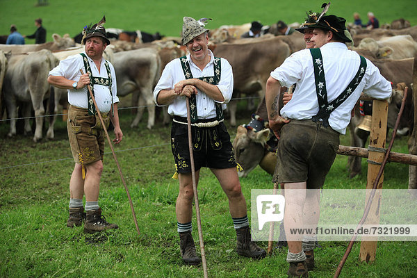 Kuhhirten  Männer in traditioneller Tracht bei der Viehscheid  Thalkirchdorf  Oberstaufen  Bayern  Deutschland  Europa
