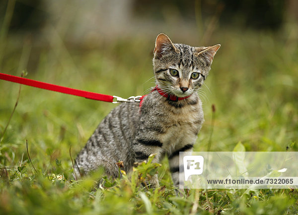 Brown tabby cat  4 months  sitting on the grass with a leash