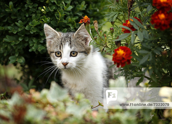 Katzenwelpe schleicht durch Blumenbeet  12 Wochen