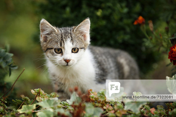 Kitten sneaking through a flowerbed  12 weeks