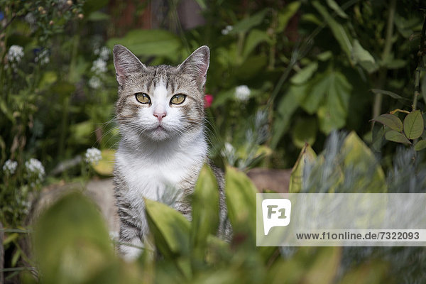 Getigerte Katze sitzt im Garten