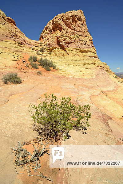 Brain Rocks der Coyote Buttes South CBS  Cottonwood Teepees  erodierte Navajo-Sandsteinfelsen mit Liesegang Bands  auch Liesegangen Rings oder Liesegang Rings  Pareah Paria Plateau  Vermilion Cliffs National Monument  Arizona  Utah  Südwesten  Vereinigte Staaten von Amerika  USA